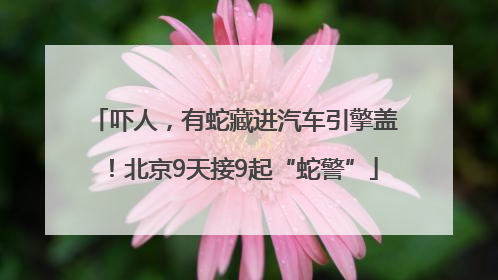 吓人，有蛇藏进汽车引擎盖！北京9天接9起“蛇警”